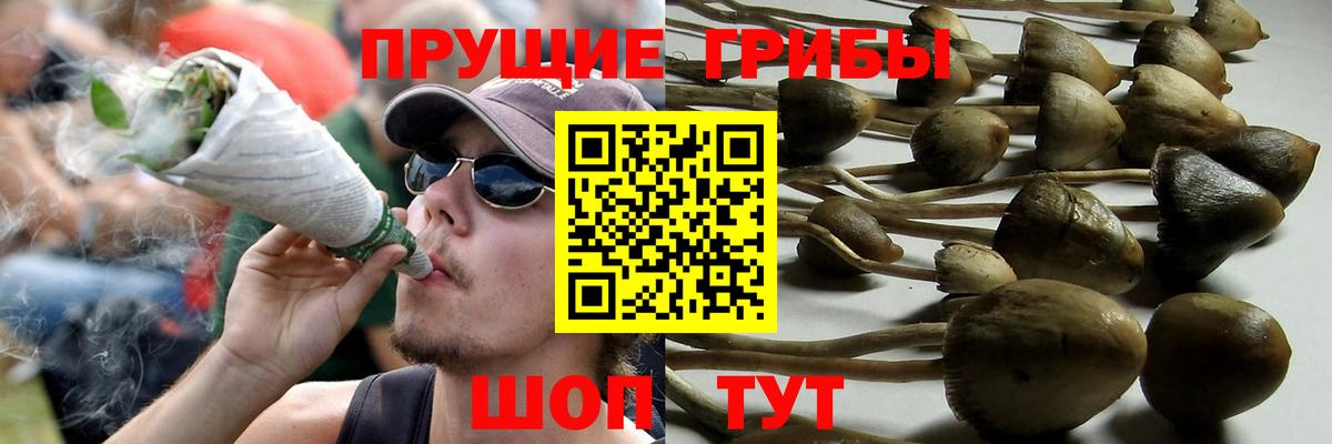Галлюциногенные грибы Magic Shrooms  где купить   Георгиевск  Вход с VPN 